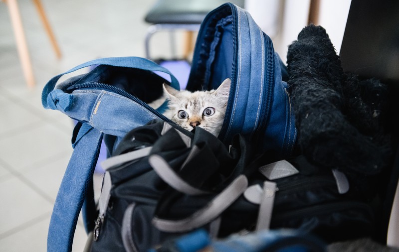 O rusoaică a îmbrăcat o pisică în haine de bebeluș pentru a transporta droguri. Ce a dat-o de gol