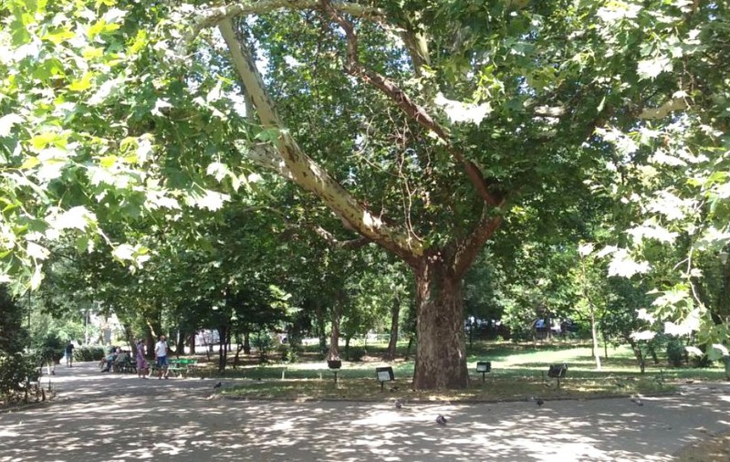 Dosarul „Tigrul de platan”. Cine a profitat de pe urma platanilor cumpărați pentru București când alte orașe occidentale reduceau numărul lor