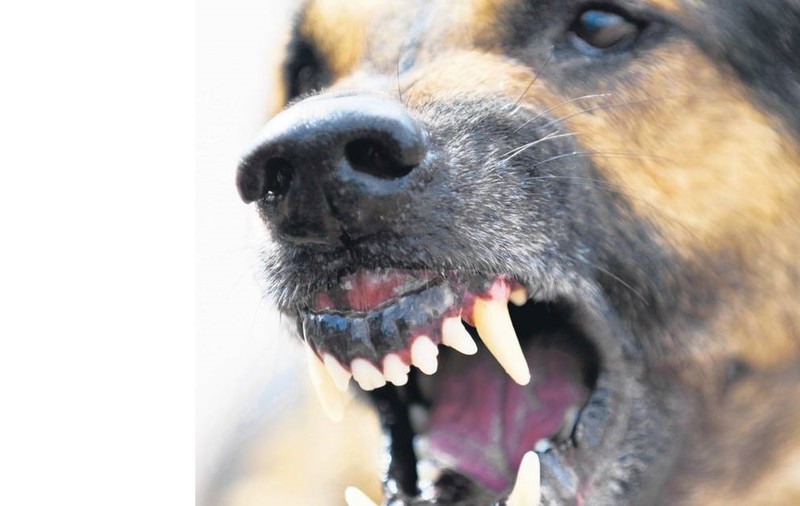 FEMEIE OMORÂTĂ DE CÂINELE VECINULUI, în Dâmbovița! Ce riscă stăpânul animalului