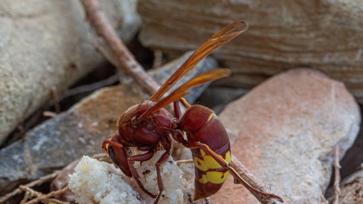 Arhiva foto