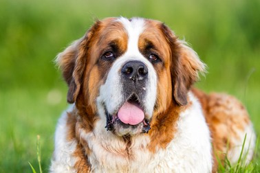 Cum arată un câine de rasă Saint Bernard