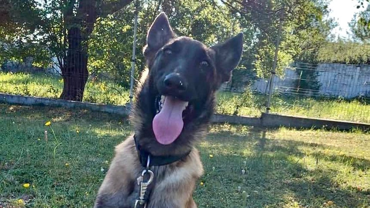 Câinele Iatac a fost adoptat. Foto: Centrul Chinologic Sibiu