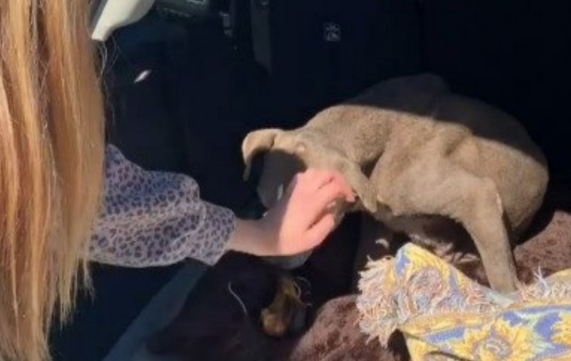 Povestea cățelușei Zoey, care și-a regăsit stăpânii după 12 ani