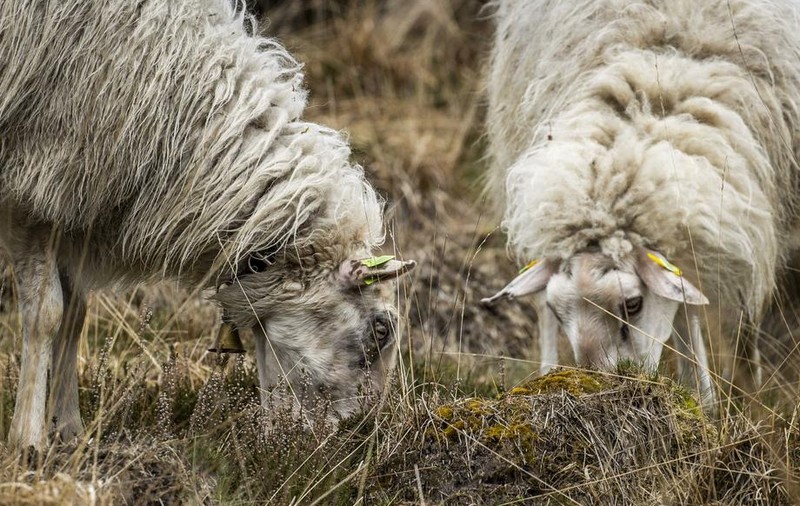Condamnare primită de un fermier din Noua Zeeelandă care a maltratat sute de oi