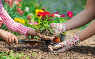 Petunii plantate în grădină