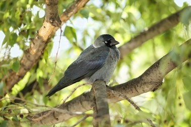 Corvus monedula