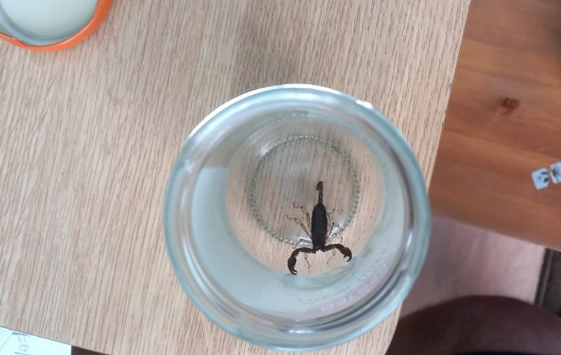O femeie a fost înțepată de un scorpion, după ce a cumpărat banane de la un supermarket din Iași