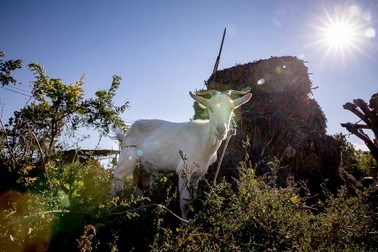 Alba este prima capră din mica turmă a Mihaelei