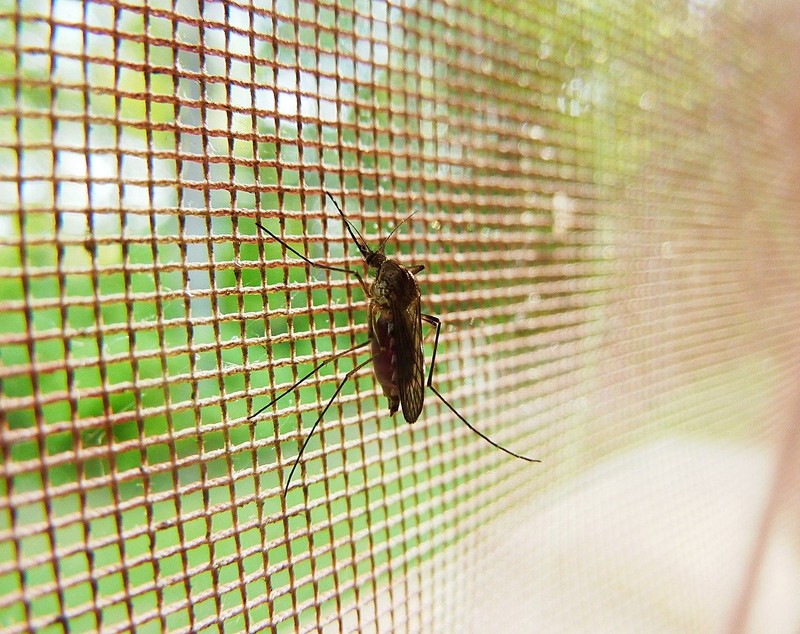 Tigrul platanului - ce este și cum ne apărăm de înțepăturile insectei