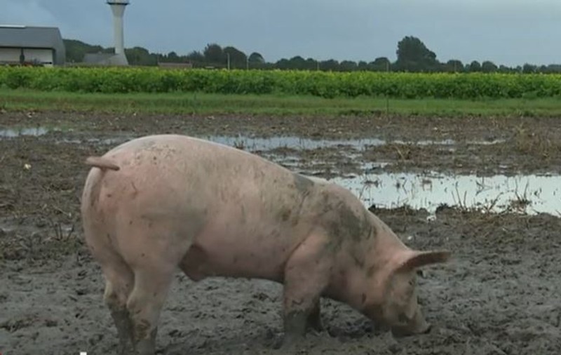 „Patrulă de porci” pe unul dintre cele mai aglomerate aeroporturi din Europa. Ce rol au
