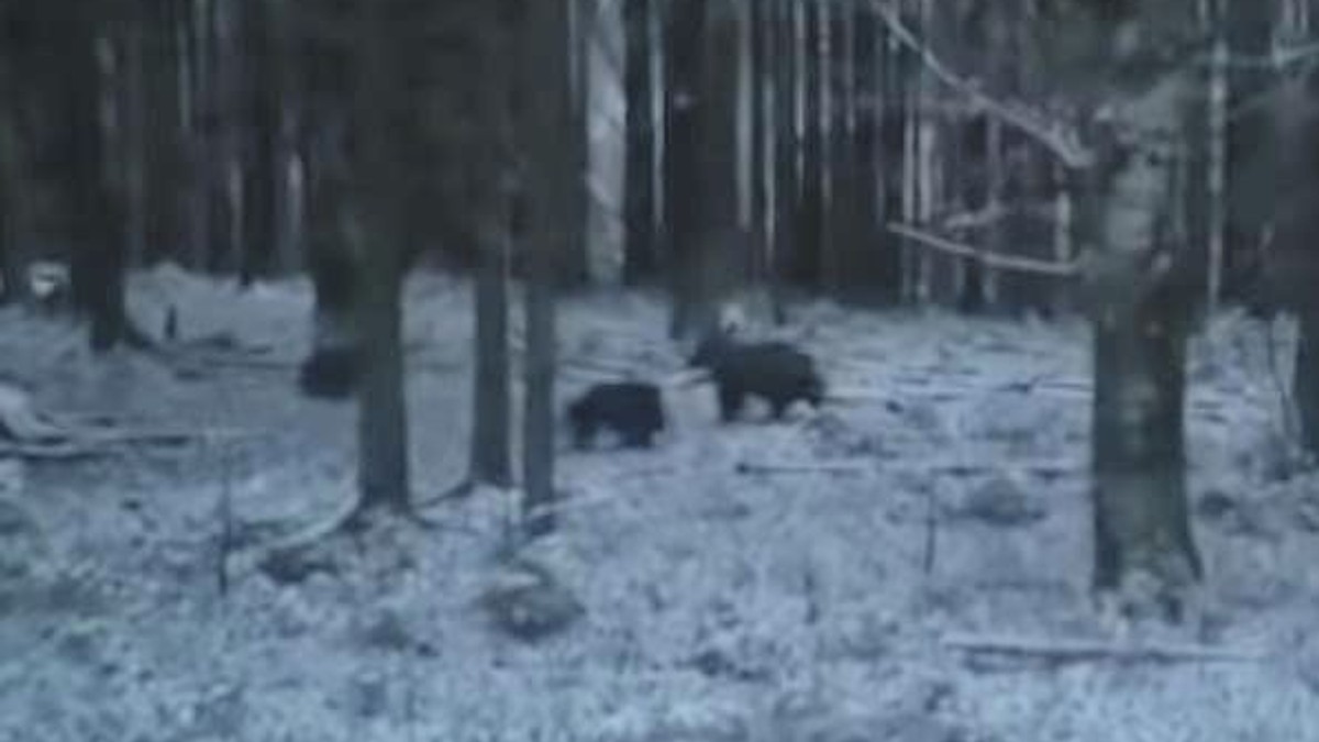 Imagini rare cu o ursoaică cu doi pui, în plină perioadă de hibernare. S-a întâmplat într-o pădure din Alba