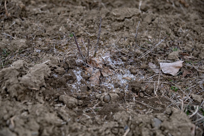 La doi ani de la plantare, puieţii se deosebesc greu de buruieni