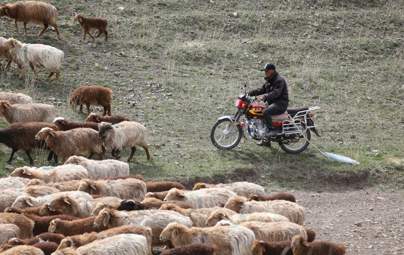 Anunț de angajare ciobani în China devenit viral, 59 de milioane de vizualizări și 700 de oameni care au aplicat pentru două posturi
