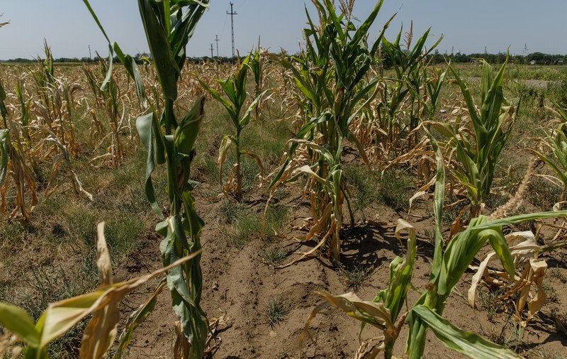 Suprafața agricolă afectată de secetă în România a ajuns la 402.981 de hectare în 34 de județe, anunță Ministerul Agriculturii
