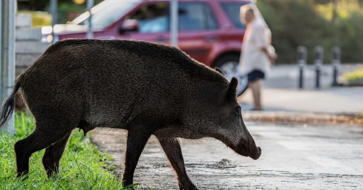 Un mistreț se plimbă printr-o zonă urbană, în apropierea oamenilor și a mașinilor.