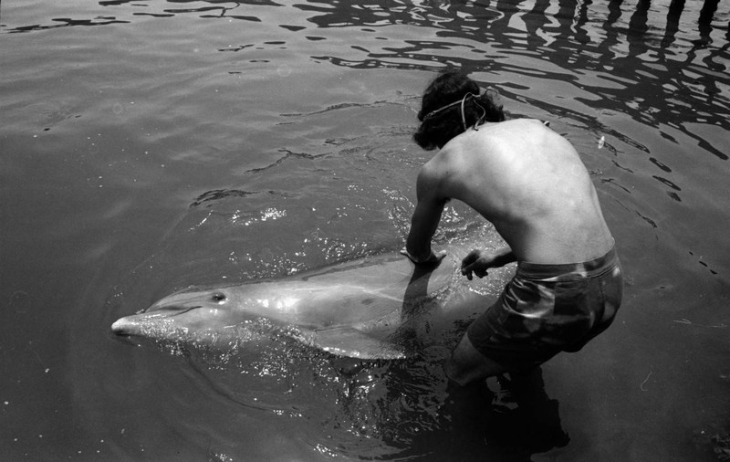 Bărbatul ”sedus” de un delfin a încercat să facă sex şi cu un alt animal