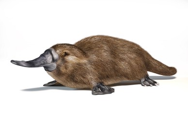 Mamifere monotreme - Ornitorincul