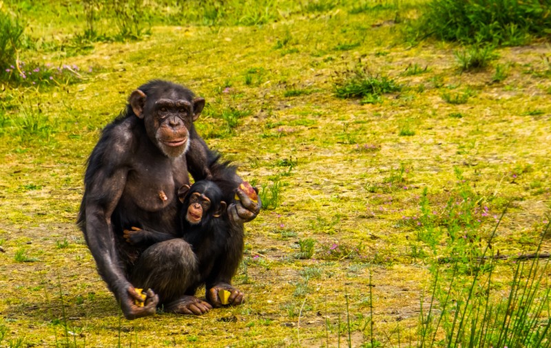 Cimpanzeul - curiozități și lucruri surprinzătoare despre acest animal