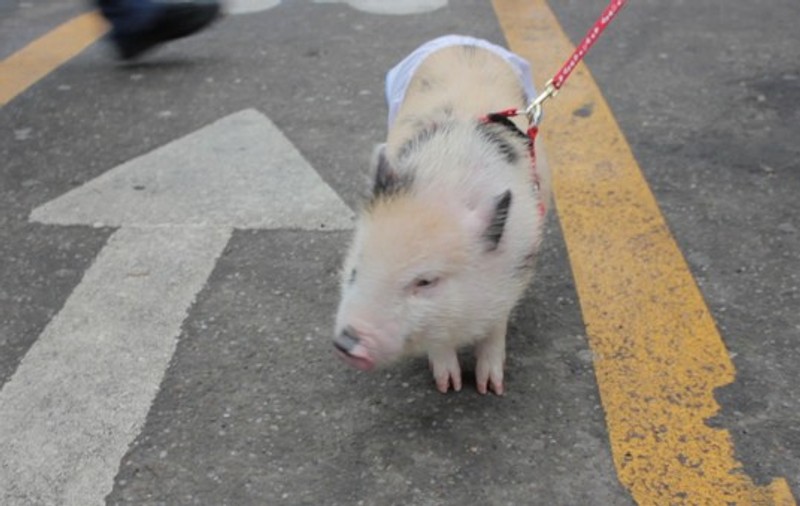 Piţipoanca cu porcul în lesă revine în forţă! Animalul poartă chiloţi din bumbac | FOTO&VIDEO