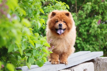 Chow Chow - cele mai scumpe rase de câini din lume