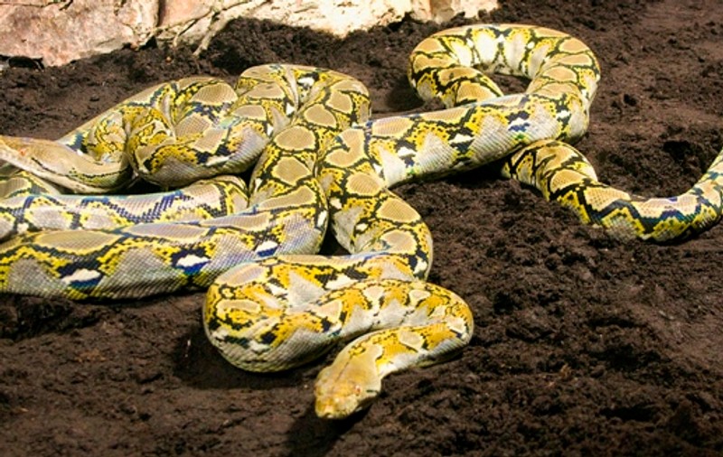 Copil de trei ani, muşcat de pitonul familiei