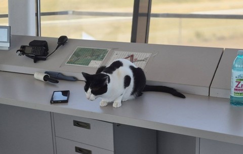 Turnul de control de la Aeroportul Tuzla a devenit viral pe internet datorită mai multor pisici care „supraveghează” traficul aerian alături de angajați. Foto: Facebook / PeDrumuri