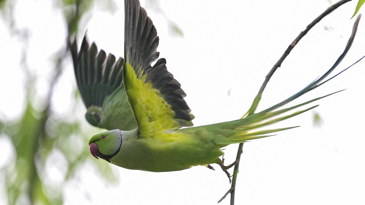 Peste 200 de peruşi, inclusiv campioni naţionali şi internaţionali, vor fi expuşi sâmbătă şi duminică la Zoo Sibiu Sursă: Profimedia