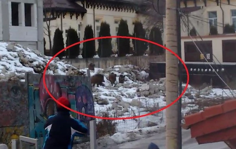 Porci mistreți în curtea Spitalului din Sinaia. Animalele sălbatice se plimbă pe străzile orașului / VIDEO