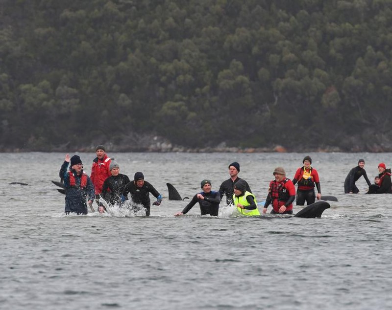 VIDEO | Salvatorii australieni se luptă de zile întregi să salveze zeci de balene-pilot eșuate. 350 au murit până acum