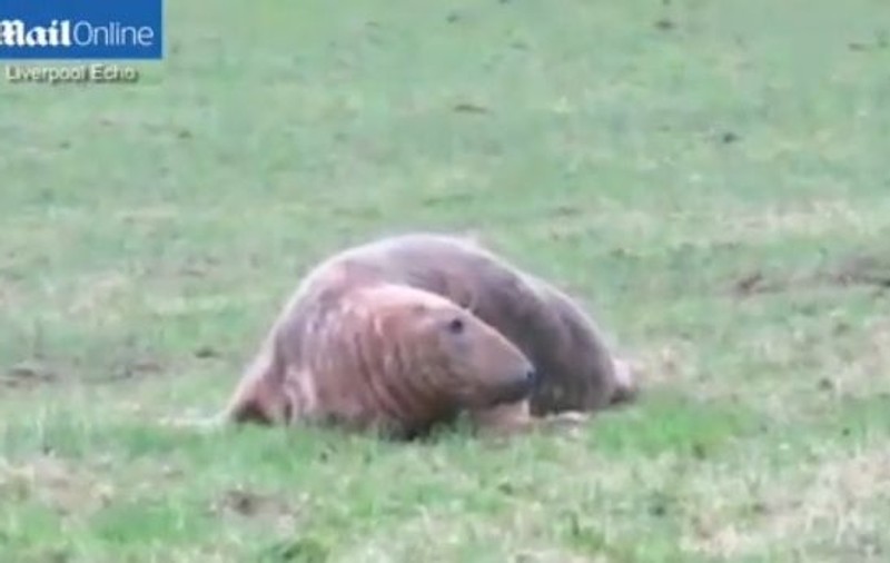 De NECREZUT! O focă a fost găsit găsită pe un câmp la 30 de kilometri DE MARE | VIDEO