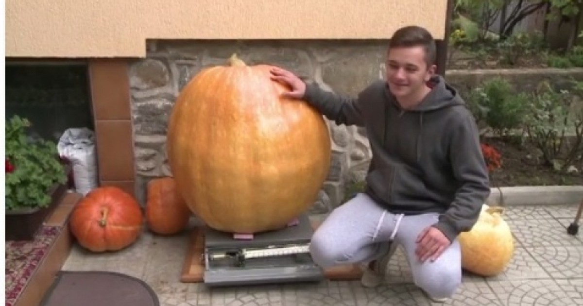 Un dovleac gigant a crescut în Sibiu. Uriașul din grădină are peste 100 de kilograme