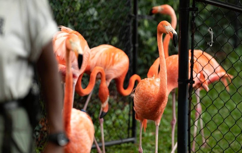 flamingo