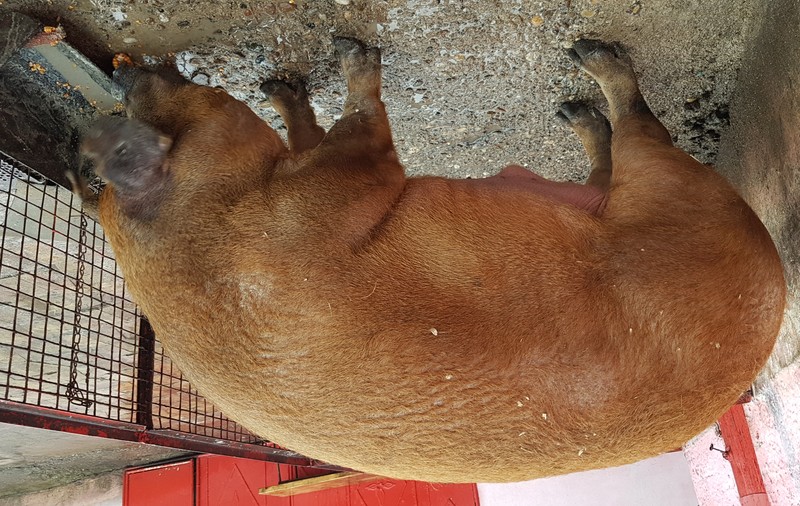 Un porc de peste 500 de kilograme e vedetă în județul Arad. Uriașul e înalt aproape cât un baschetbalist
