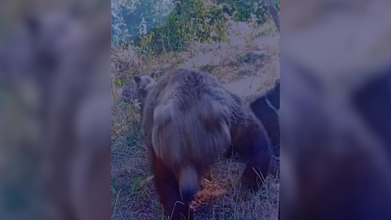 Ursul, surprins în momentul atacului de către italian. Foto: Observator News