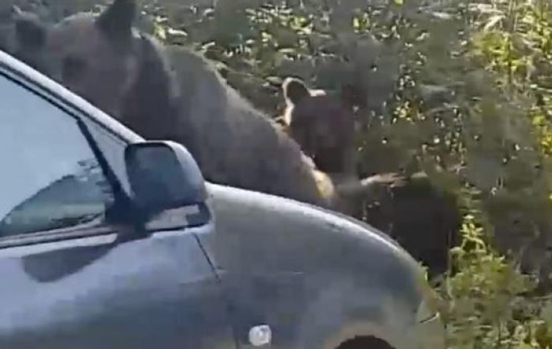 VIDEO | Mai mulți turiști, la un pas să lovească o ursoaică și pe puii ei pentru că veniseră la mâncarea lor