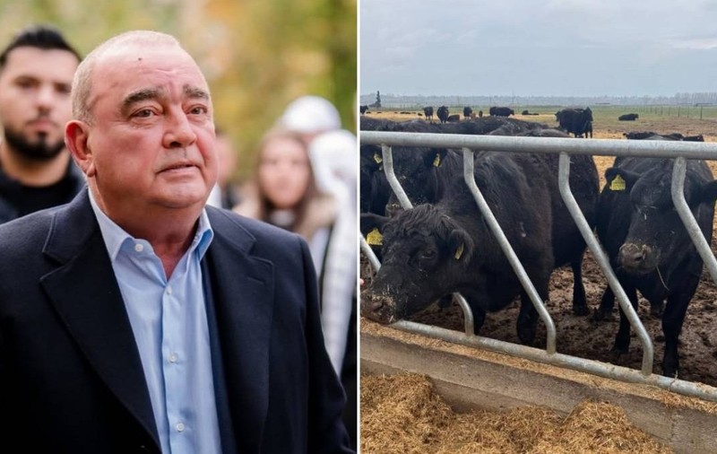Ferma Black Angus a lui Gigi Nețoiu, amendată din nou, cu 40000 de lei Ce au găsit inspectorii