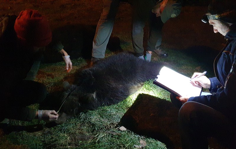 O ursoaică şi doi pui, capturați în Brașov, și-au găsit adăpost la Sanctuarul Libearty de la Zărneşti