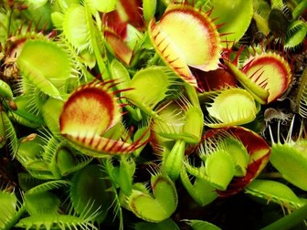 FOTO: carnivorous.eoldal.hu