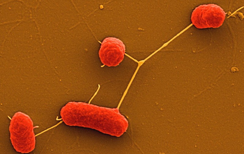 Bacteria E.coli a ajuns în Bulgaria? 