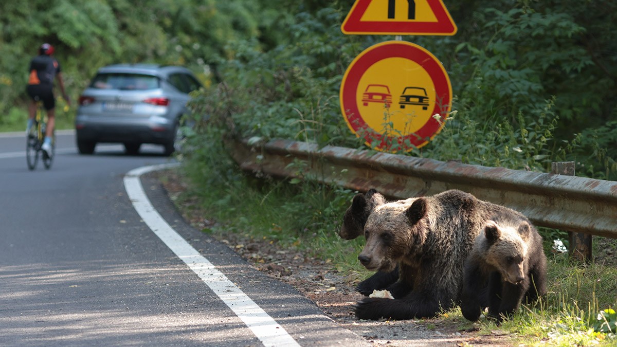 Ursoaică cu pui primește o bucată de pâine de la o persoană dintr-o mașină, pe Transfăgărășan