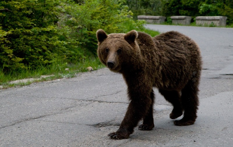 Urs văzut pe un drum din Câmpina. A fost emis mesaj RO-ALERT