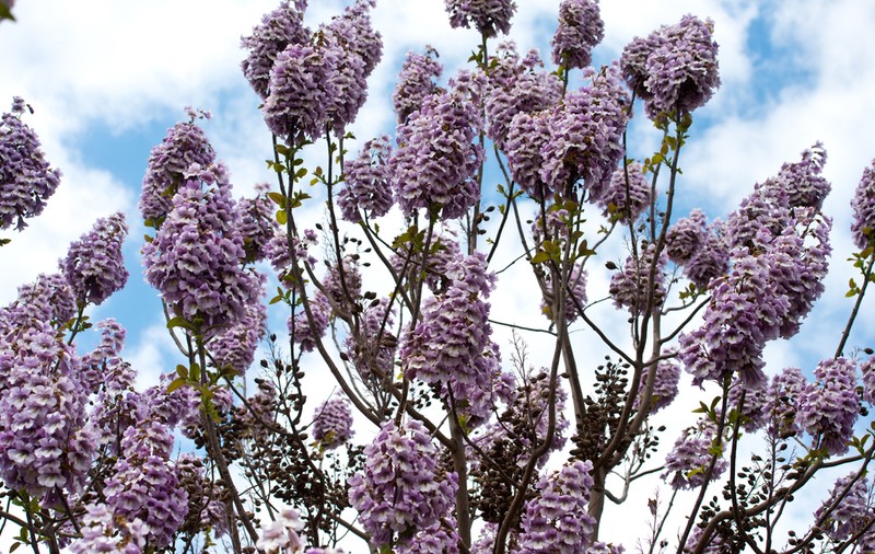 Paulownia - plantare și îngrijire. Curiozități despre copacul minune