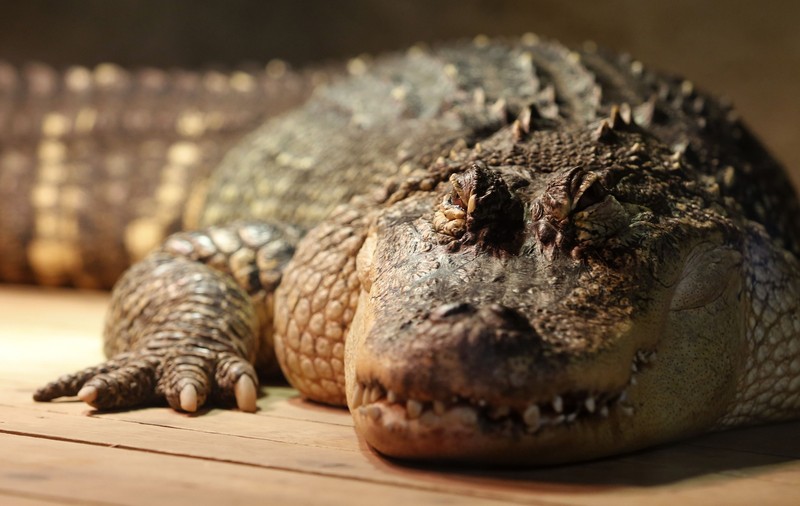 Ce s-a descoperit în stomacul unui aligator de 445 de kilograme. „Cu siguranță, i-a mâncat”