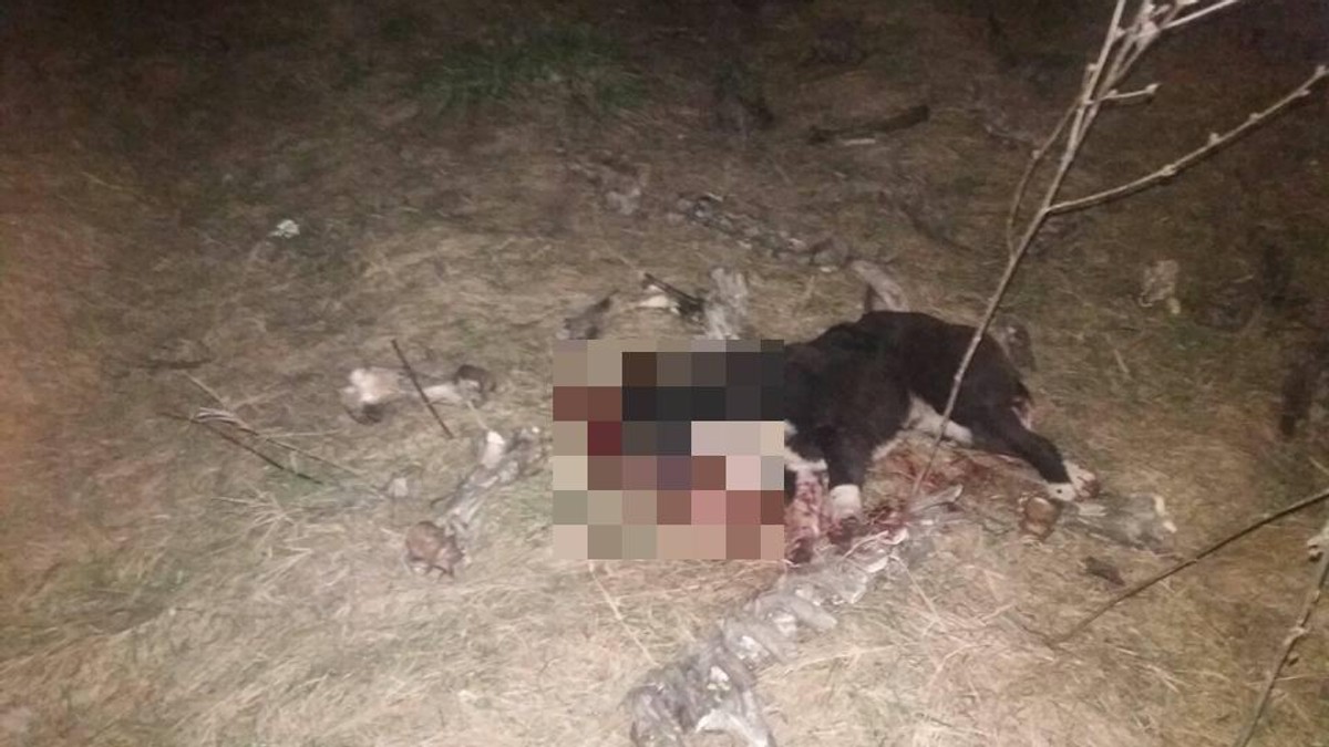 Un tulcean care a omorât un câine cu o sabie scapă de pușcărie. Prima instanță îl condamnase la o pedeapsă cu executare