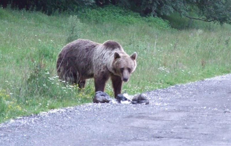 Un urs a făcut ravagii într-un sat din Harghita