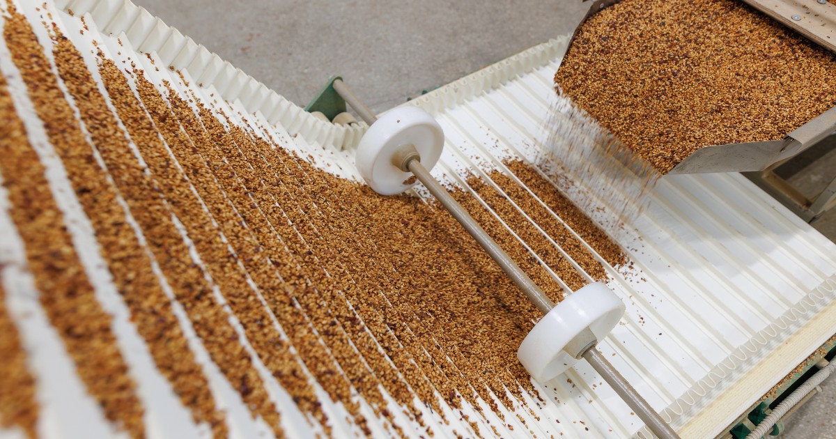 Imaginea surprinde procesul industrial de sortare a cerealelor pe o bandă transportoare, unde boabele sunt distribuite uniform pentru verificare și separare. Cerealele sunt turnate dintr-un recipient metalic, sugerând o etapă de control al calității înainte de depozitare sau distribuție.