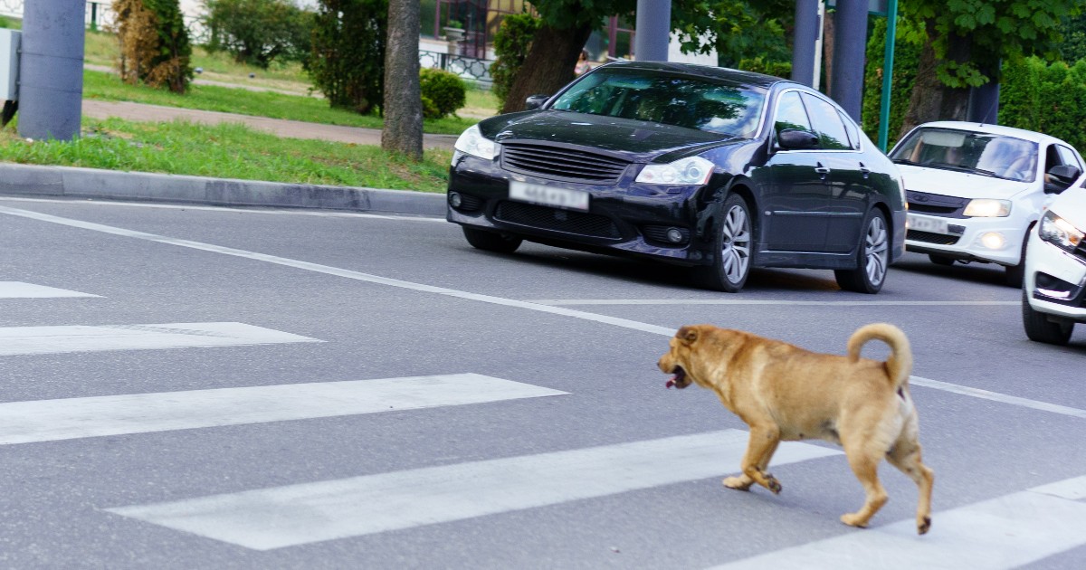 Imaginea surprinde un câine care traversează o trecere de pietoni, în timp ce mai multe mașini circulă pe o stradă urbană aglomerată. Fotografia sugerează un pericol iminent și evidențiază riscurile la care sunt expuse animalele în zonele cu trafic intens.