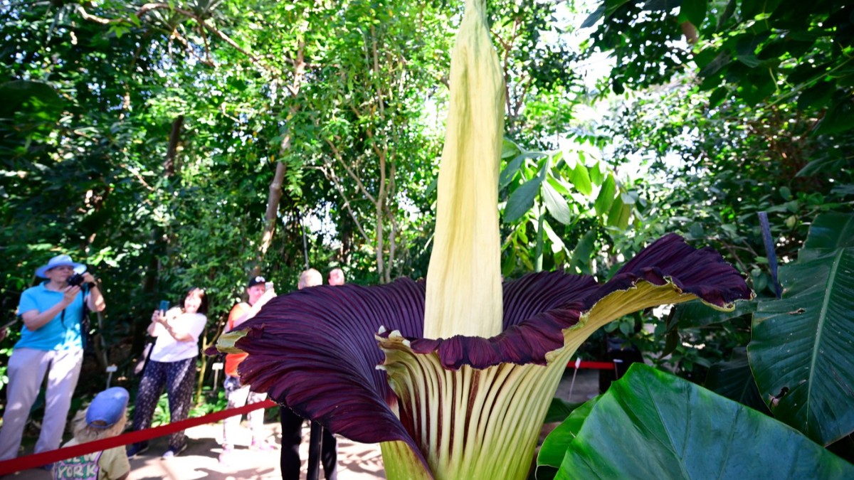 O floare gigantică de Amorphophallus titanum, aflată în plină înflorire. Vizitatorii sunt adunați în jurul ei și fac fotografii.