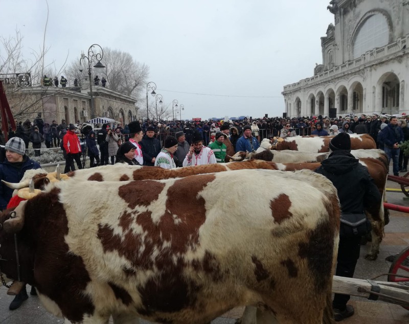 FOTO/ Deși mai puțini ca în anii trecuți, constănțenii tot s-au înghesuit ca să ia agheasmă. IPS Teodosie a aruncat spre cer trei porumbei