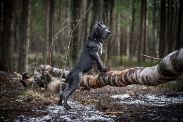 Caracteristici și temperament pentru rasa Cane Corso